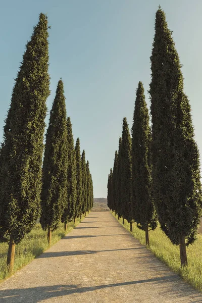 3d rendering of country road between Mediterranean cypresses