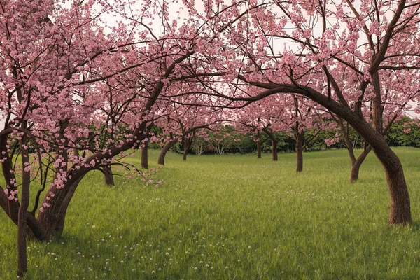 Rendering Japanese Cherry Tree Alley Green Meadow — Fotografia de Stock