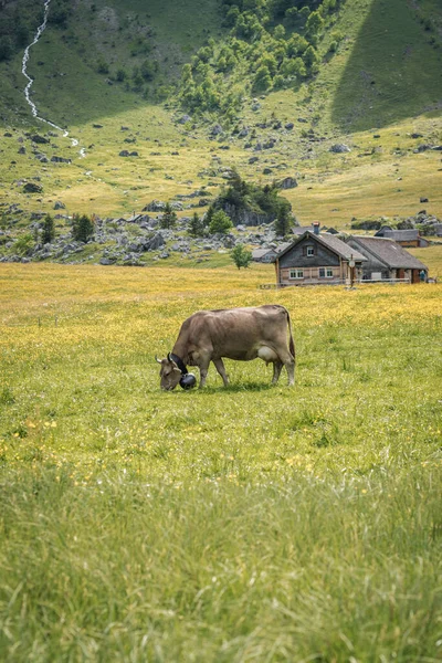 Гірська Корова Рогами Випасають Пасовищі — стокове фото