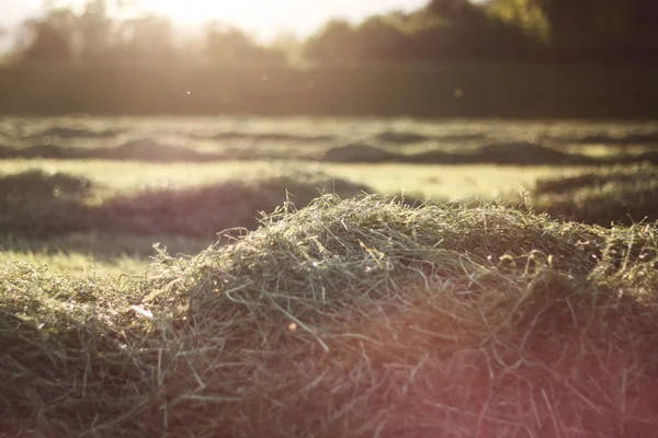 Свежее сено под вечерним солнцем — стоковое фото