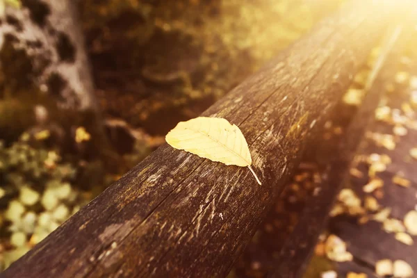 Liść na drewniane poręcze w sezonie jesień w wspaniałe światła słonecznego na en — Zdjęcie stockowe