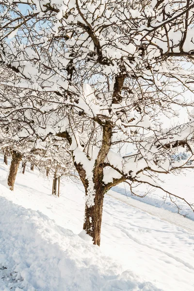 Sentier dans le paysage hivernal — Photo