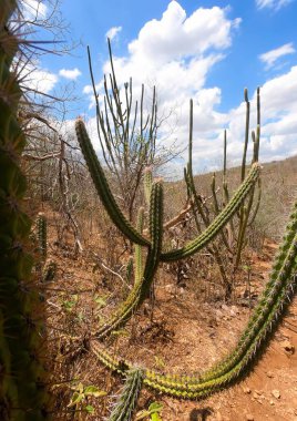Caating a biome, Kuzeydoğu Brezilya.