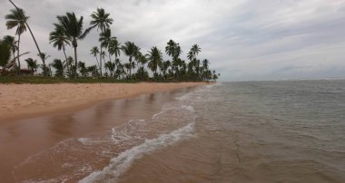 Tropical beach with coconut trees in northeastern Brazil