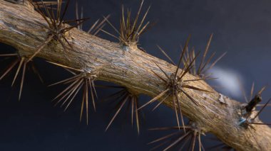 Ora-pro-nbis bitkisinin dikenleri