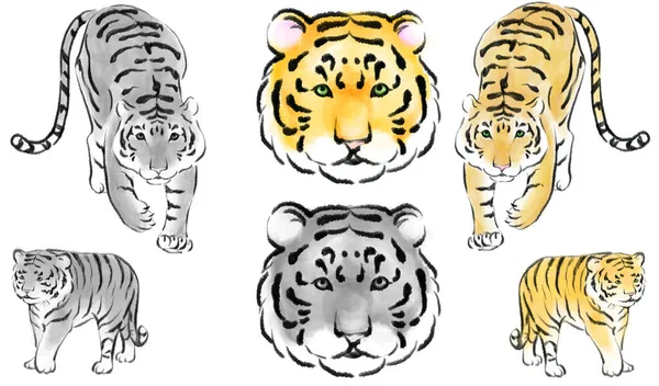 Suluboya tarzı kaplan çizimi