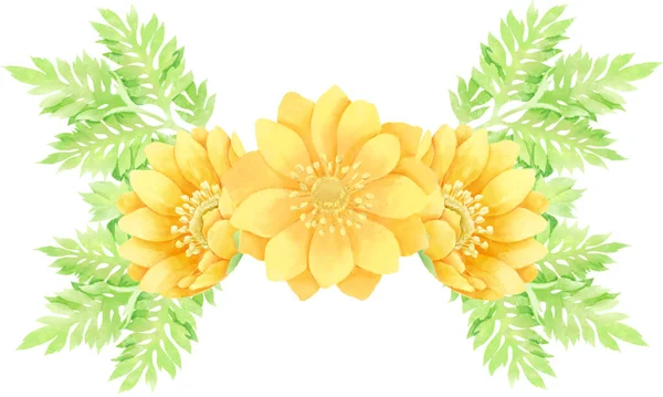 Aquarell Stil Blumendekorationsmaterial Von Adonis Ramosa — Stockfoto