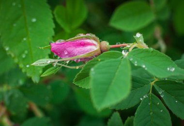 Yağmurdan sonra bir gül çiçek