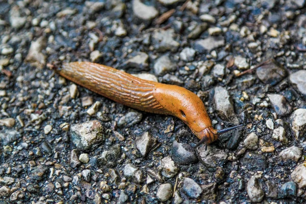 Slug. — Stock Photo, Image