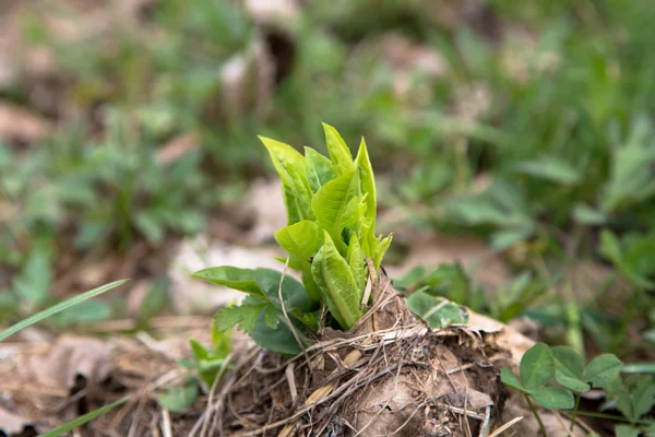 Neue Anlage. — Stockfoto