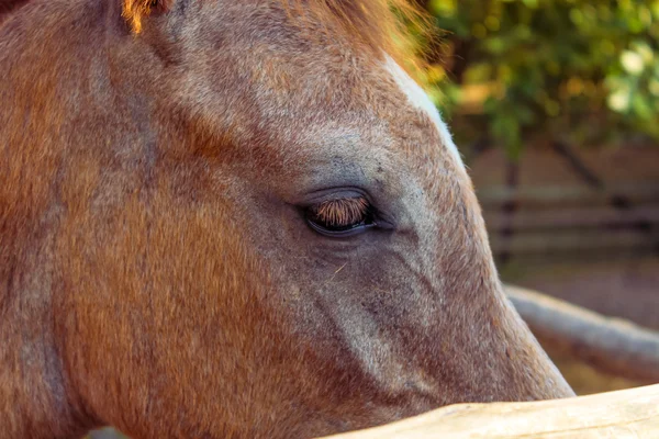 Horse eye. — Stock Photo, Image