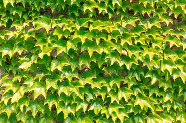 Duvarına yapraklar.