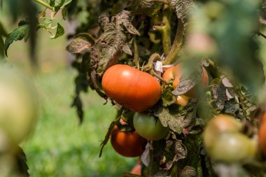 Organik domates.