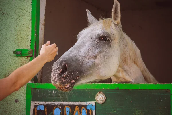 Gray horse. — Stock Photo, Image