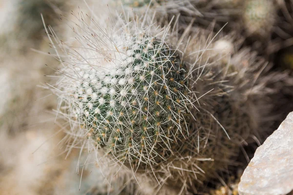 Cactus. — Foto de Stock