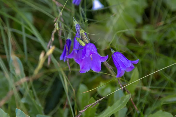 Fleur de montagne bleue . — Photo