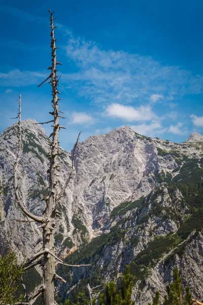 Skály a mrtvý strom. — Stock fotografie