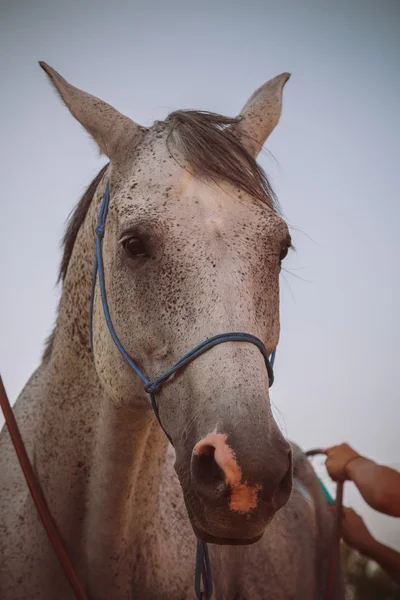 Gray horse before ride. — Stock Photo, Image