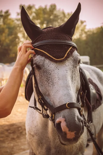 Horse before ride — Stock Photo, Image