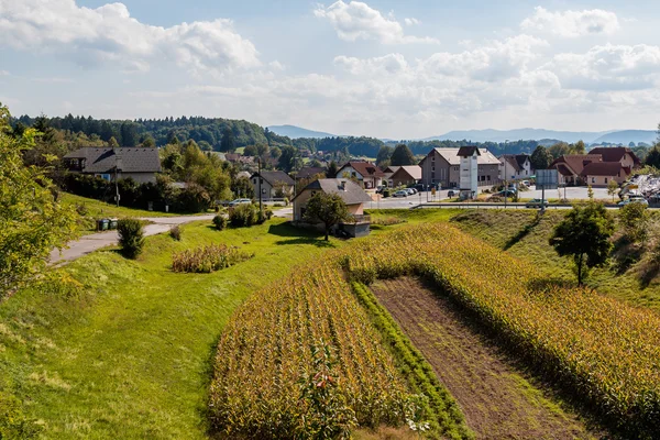 Campo di mais e case . — Foto Stock