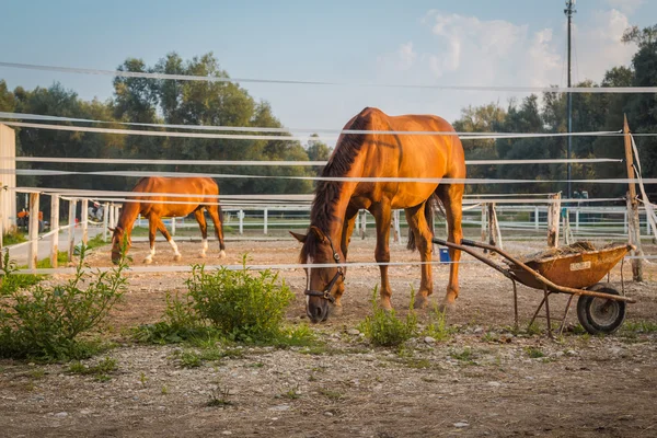 Horses in the sun. — Stock Photo, Image