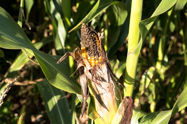 Гнилое ухо кукурузы . — стоковое фото