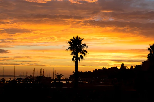 Gün batımında palmiye. — Stok fotoğraf
