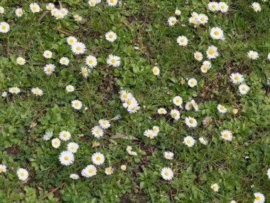 Arka planda yeşil çimenler olan papatya