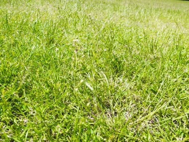 Parktaki doğal ve gerçek yeşil çimenler