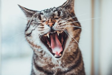 Çizgili tekir kedi, koca bir esneme hareketi yapıyor. Kameraya dönük oturuyor, ağzı açık, dili ve dişlerini gösteriyor.