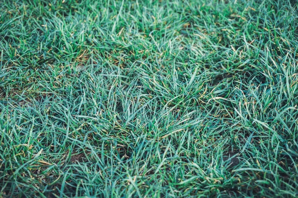 背景や質感のためのコピースペースと緑の芝生の草の完全なフレームのクローズアップビュー — ストック写真