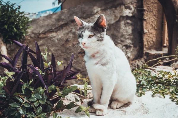 在考古遗址附近 一只长着白色和灰色毛皮的可爱的流浪猫与攀爬的植物一起坐在岩石地区 — 图库照片