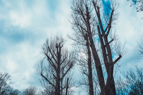 Árvores Grandes Inverno Sem Folhas — Fotografia de Stock