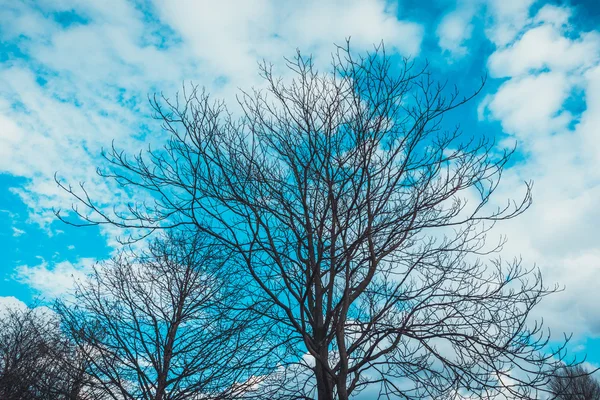 Árvore Sem Folhas Inverno Com Céu Azul — Fotografia de Stock