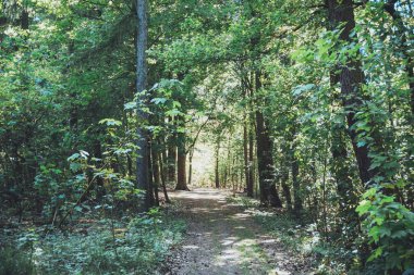 Sonunda sarı güneş ışığı olan ormanda yol.