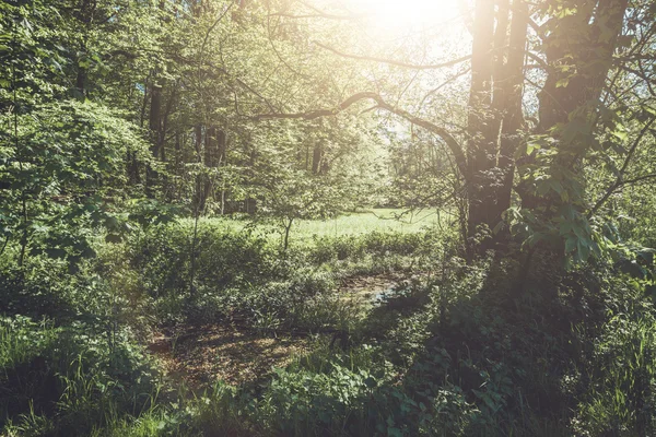 Hermoso Bosque Verde Con Árboles Viejos Alemania — Foto de Stock