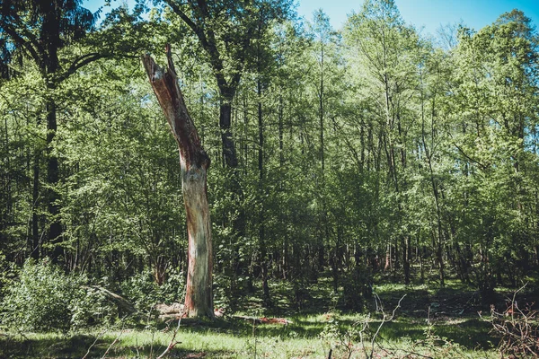 Όμορφο Καταπράσινο Δάσος Παλιά Δέντρα Στη Γερμανία — Φωτογραφία Αρχείου