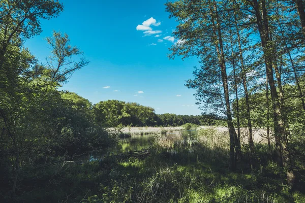 forest with sea and beautiful blue sky