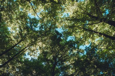 Karanlık gölgeli ormanda bir patika