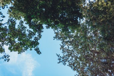 Karanlık gölgeli ormanda bir patika