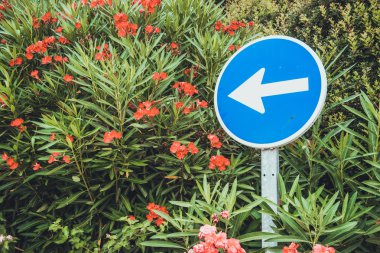 Karanlık gölgeli ormanda bir patika