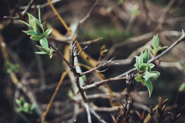 Bir dalda çimlenme genç yeşil yaprakları