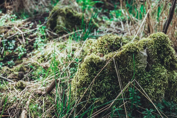 Moss cubierto de roca en un bosque — Foto de Stock