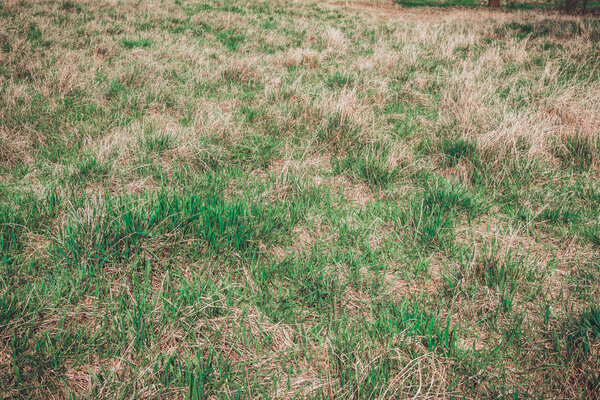 Dry scrubby grass with the first green shoots