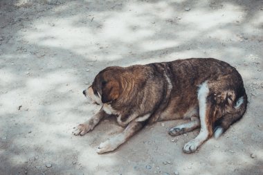 Karanlık gölgeli ormanda bir patika