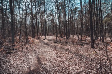 Kış orman manzarası