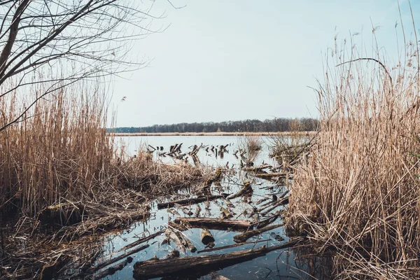 Zatorów ścięte gałęzie na brzegu jeziora — Zdjęcie stockowe