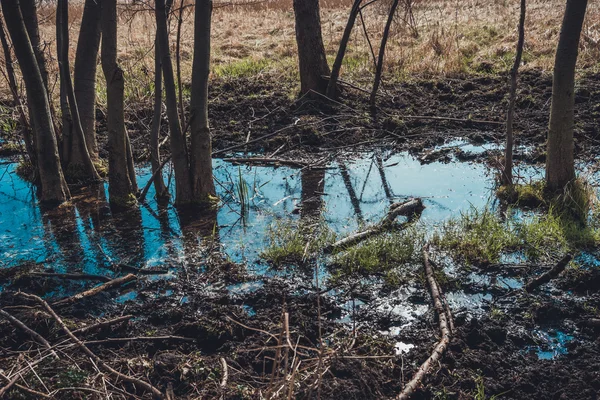 Błotniste strumienia lub kałuży wody w lesie — Zdjęcie stockowe