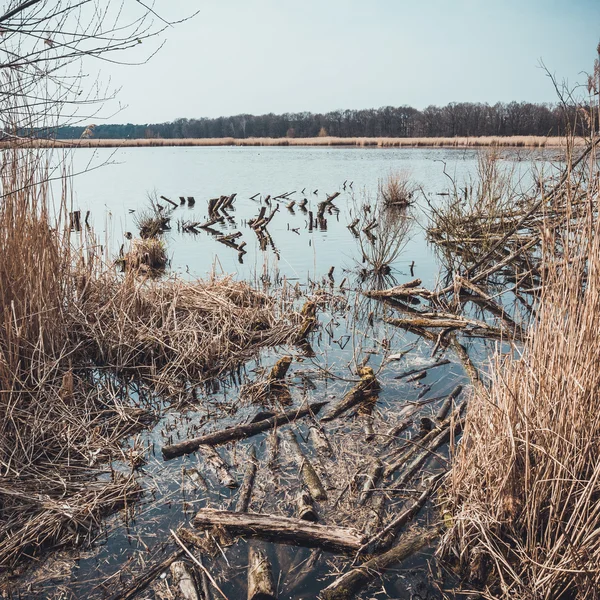 Ruisseau congestionné avec des branches d'arbres morts — Photo