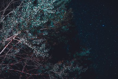 Yıldız dolu gökyüzünün ön planda Işıklı ağaçlar